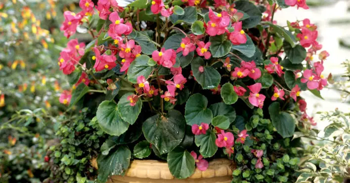 How To Plant Begonias In A Pot? (Detailed Guide)