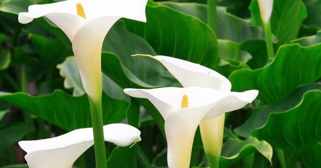 plant calla lilies e1619872901451