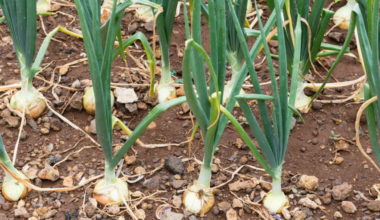 plant yellowy onion bulb e1621597843583