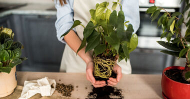 remove plants from pot e1620467072997