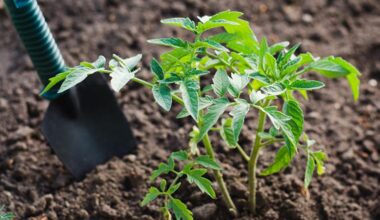 when to plant tomato e1620123821393