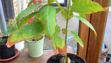 avocado leaves drooping e1637152452986