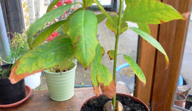 avocado leaves drooping e1637152452986