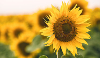 can you replant sunflowers