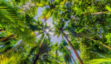 do all palm trees give coconut e1636292243866