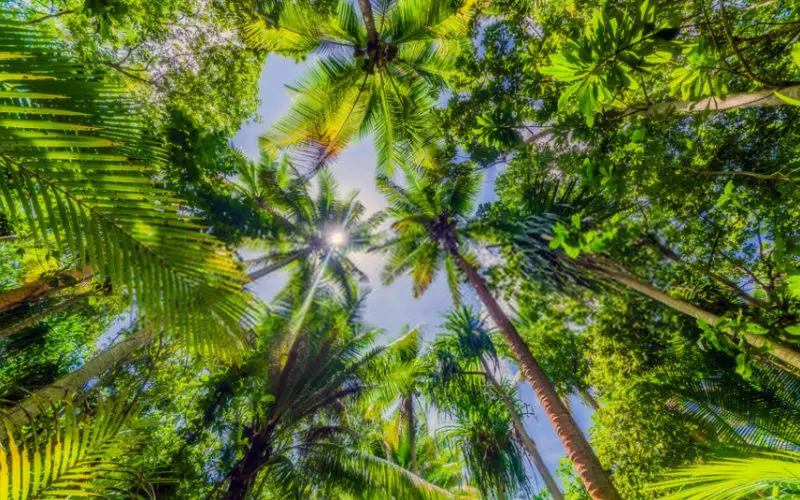 do all palm trees give coconut e1636292243866