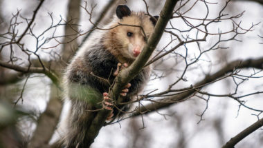 do possums climb trees e1636375141250