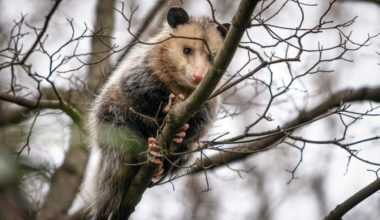 do possums climb trees e1636375141250