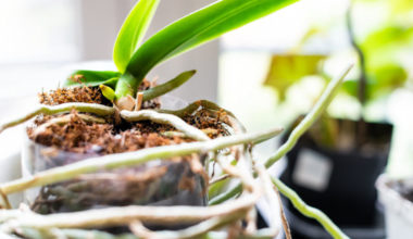 how long orchids dormant
