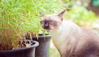 is bamboo toxic to cat