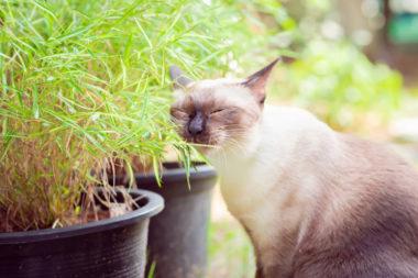 is bamboo toxic to cat