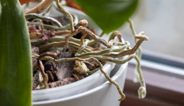 orchid aerial roots drying