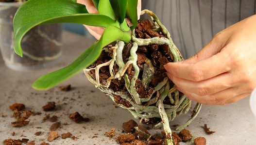 repot orchid aerial roots e1637004786165