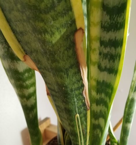 snake plant leaf damage