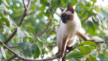 why cats climb trees e1635857563850