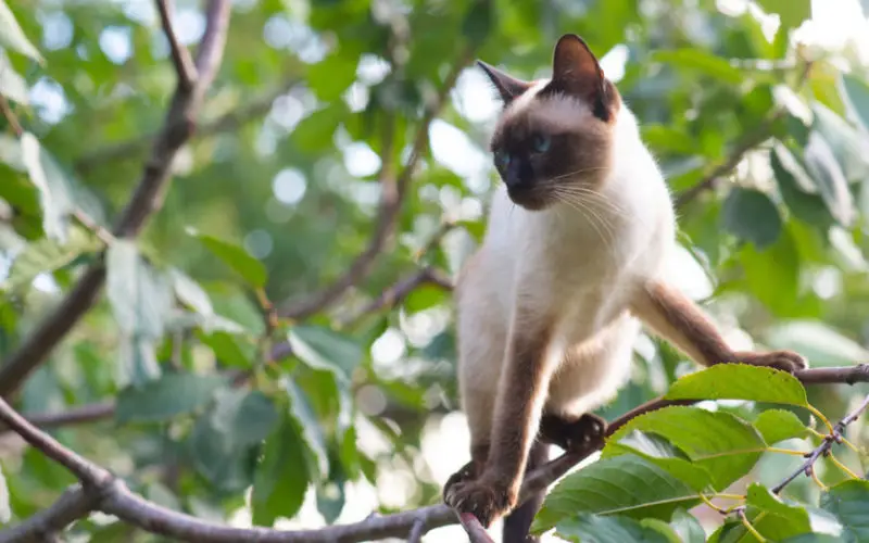 why cats climb trees e1635857563850