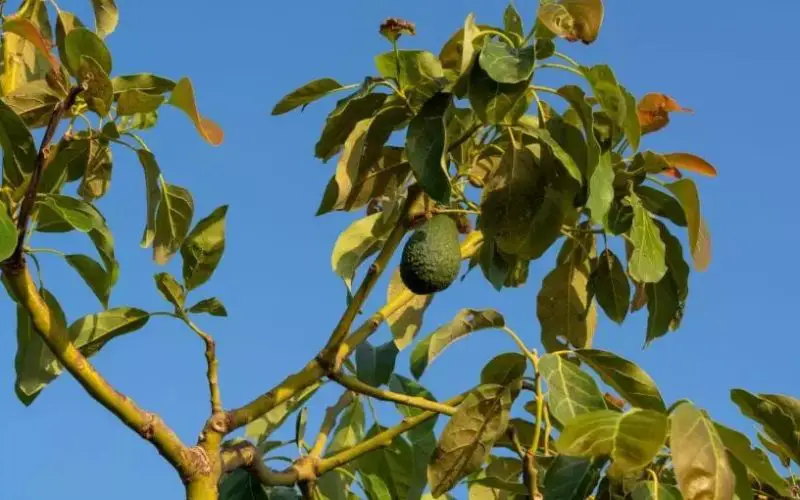 avocado plant losing leaves e1651066582681
