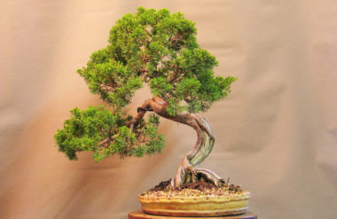 grow bonsai