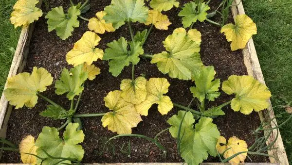 zucchini leaves yellow e1651318993310