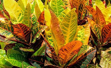are crotons poisonous to dog