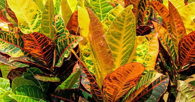 Are Croton Plants Toxic To Dogs? (Here's Why It Depends)
