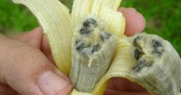 banana plant seed e1653929205543