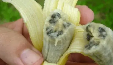 banana plant seed e1653929205543