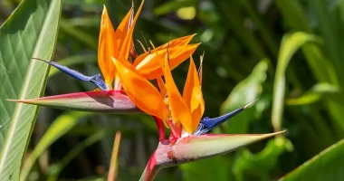 bird of paradise from seed e1653408230258