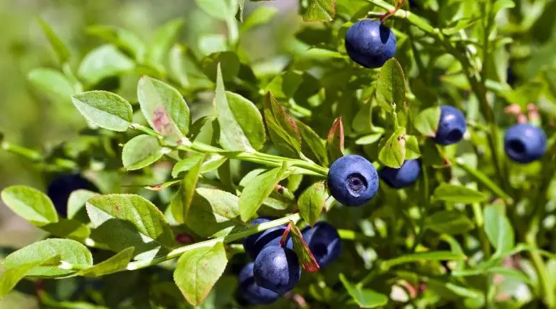blueberries how to grow e1653410826469