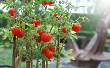 cherry tomato plant