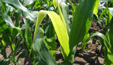corn leaves yellowing
