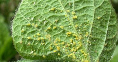 get rid of aphids e1653153394384