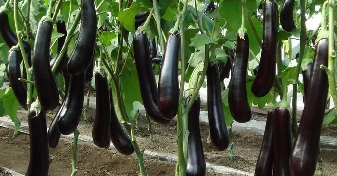 grow eggplant from seed e1652970693548