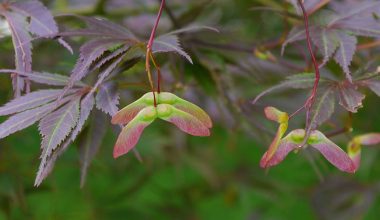 grow japanese maple tree from seed