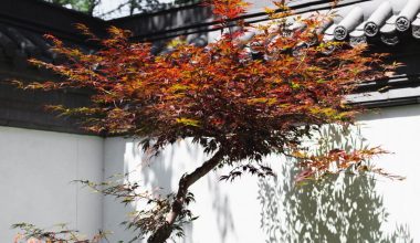 grow japanse maple tree indoor