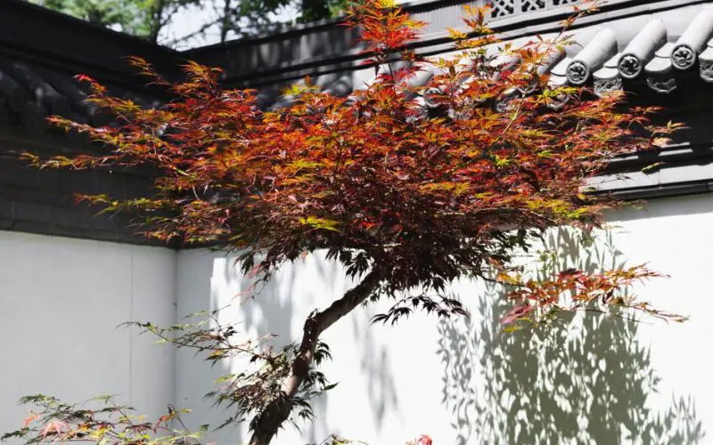 grow japanse maple tree indoor
