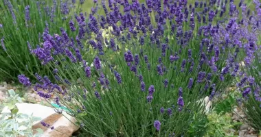 grow lavender from seed 1 e1653151214685