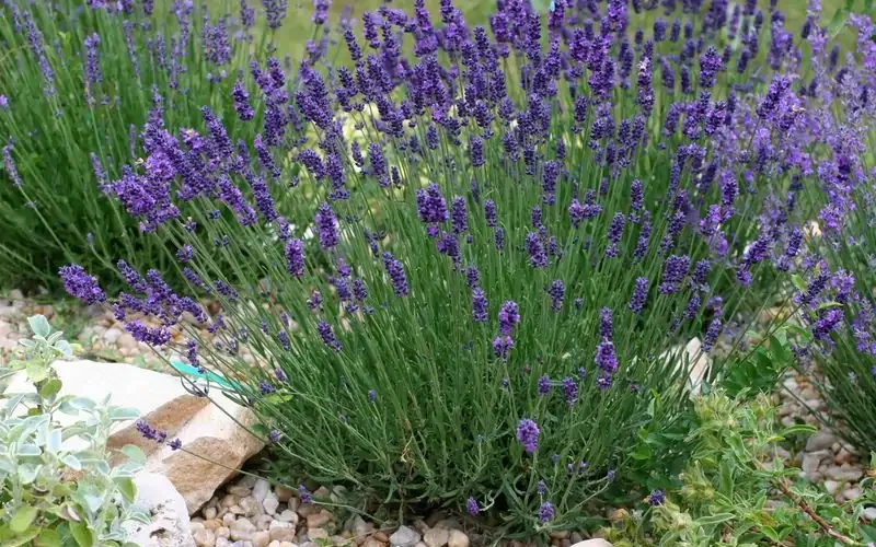 grow lavender from seed