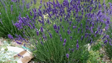 grow lavender from seed e1652129600339
