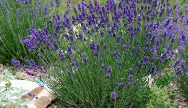 grow lavender from seed e1652129600339