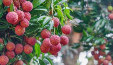 grow lychee from seed e1651527320242