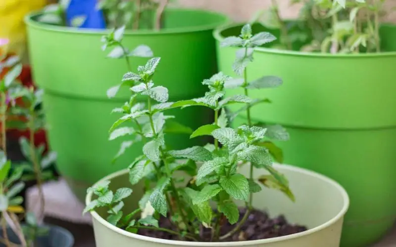 grow mint indoor