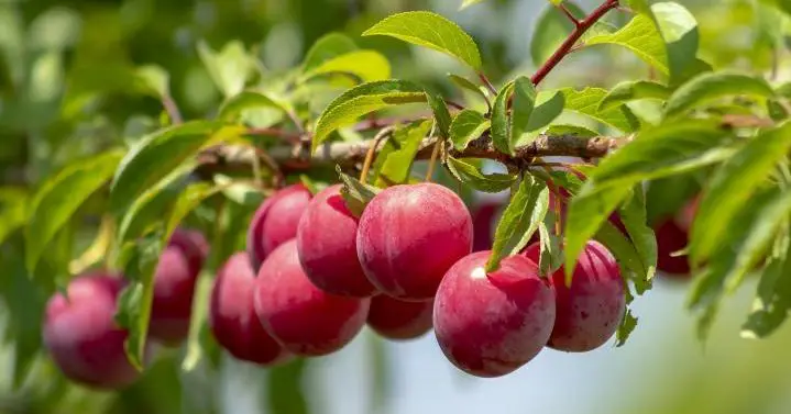 grow plum from seed e1652971516693
