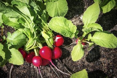 grow radish from seed