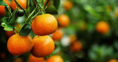 grow tangerine from seed e1653319844845