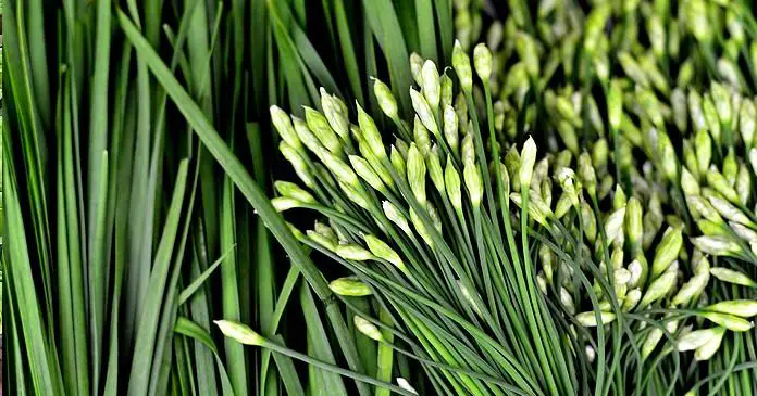 growing chives indoors e1653843711676