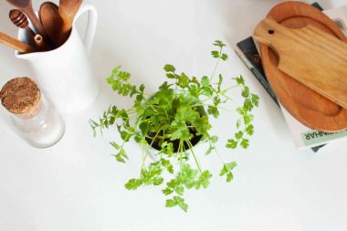 growing cilantro indoor