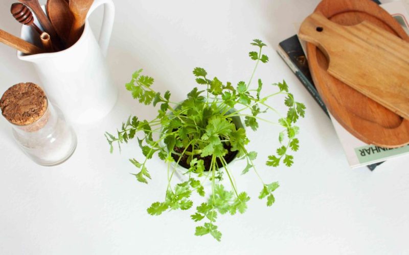 growing cilantro indoor
