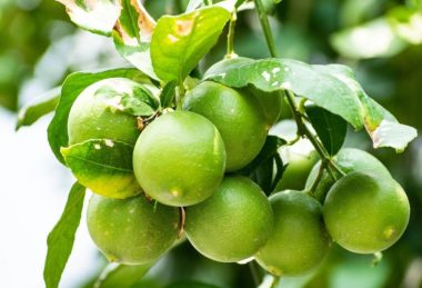 how fast lime tree grow