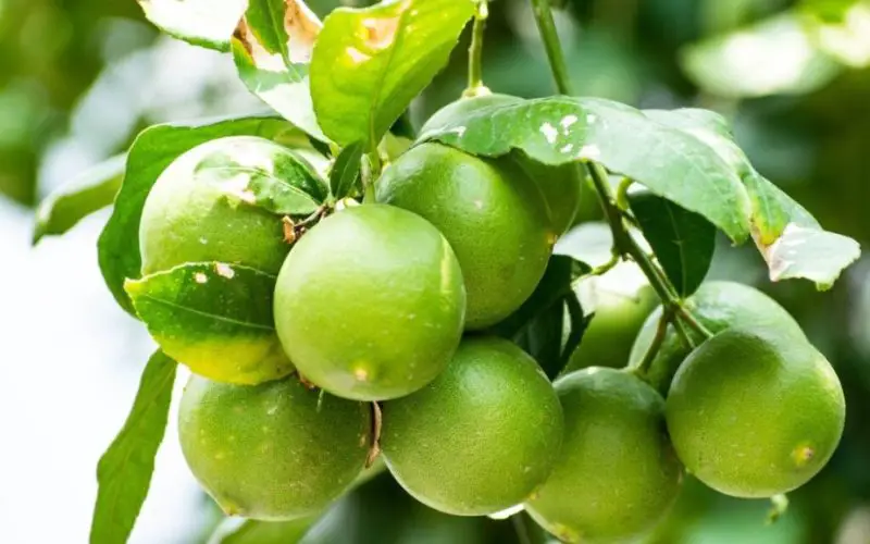 how fast lime tree grow